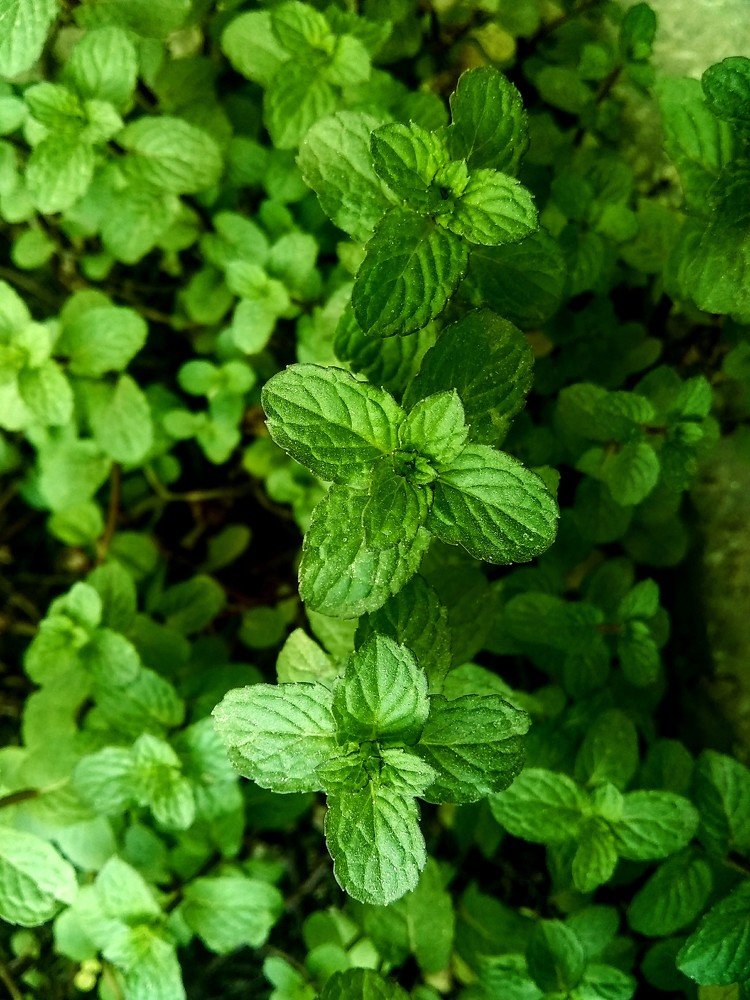 Green Leafs