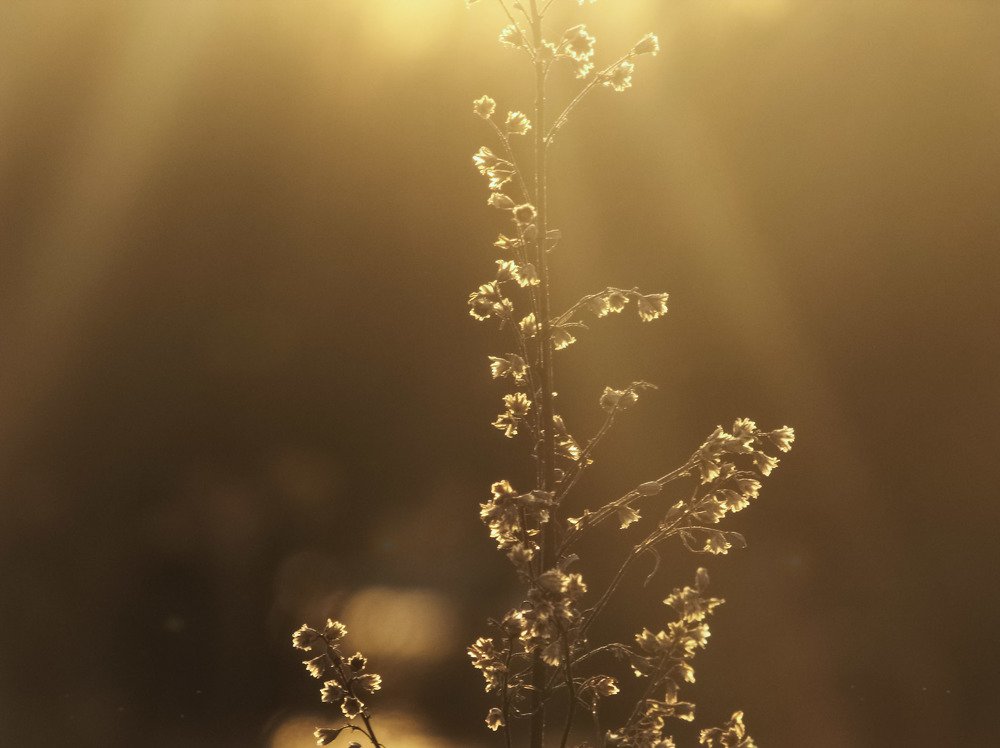 Photograph by Виктория Шлёпина