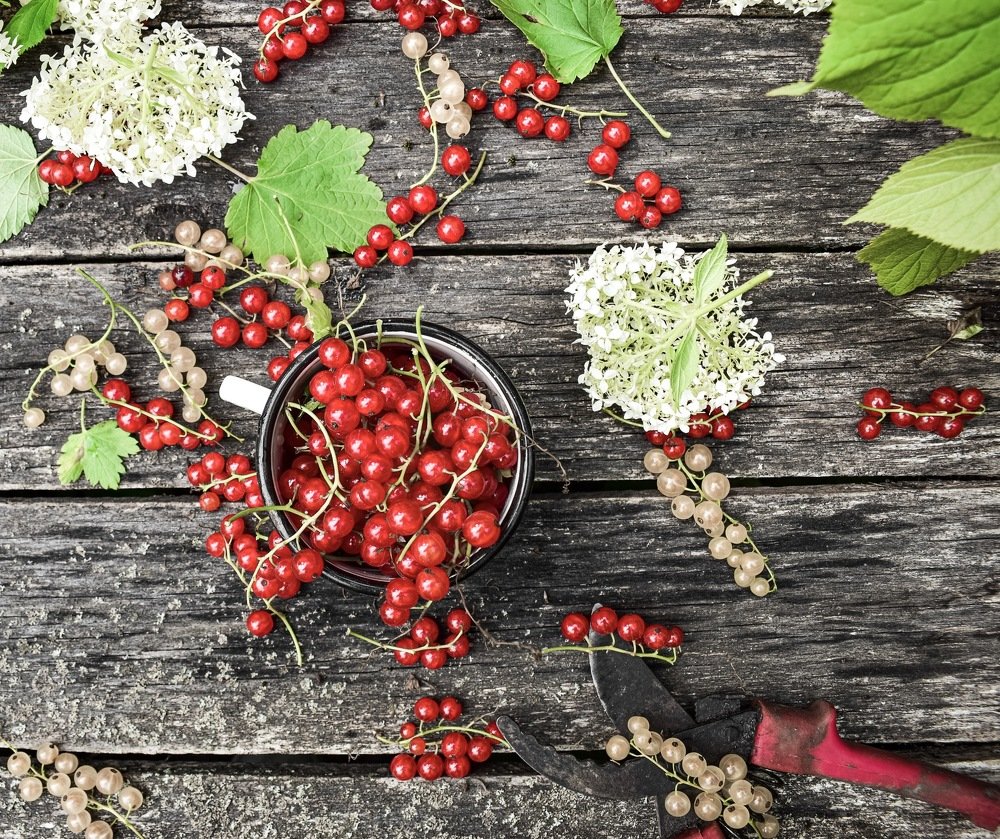 Летний натюрморт из красной смородины
