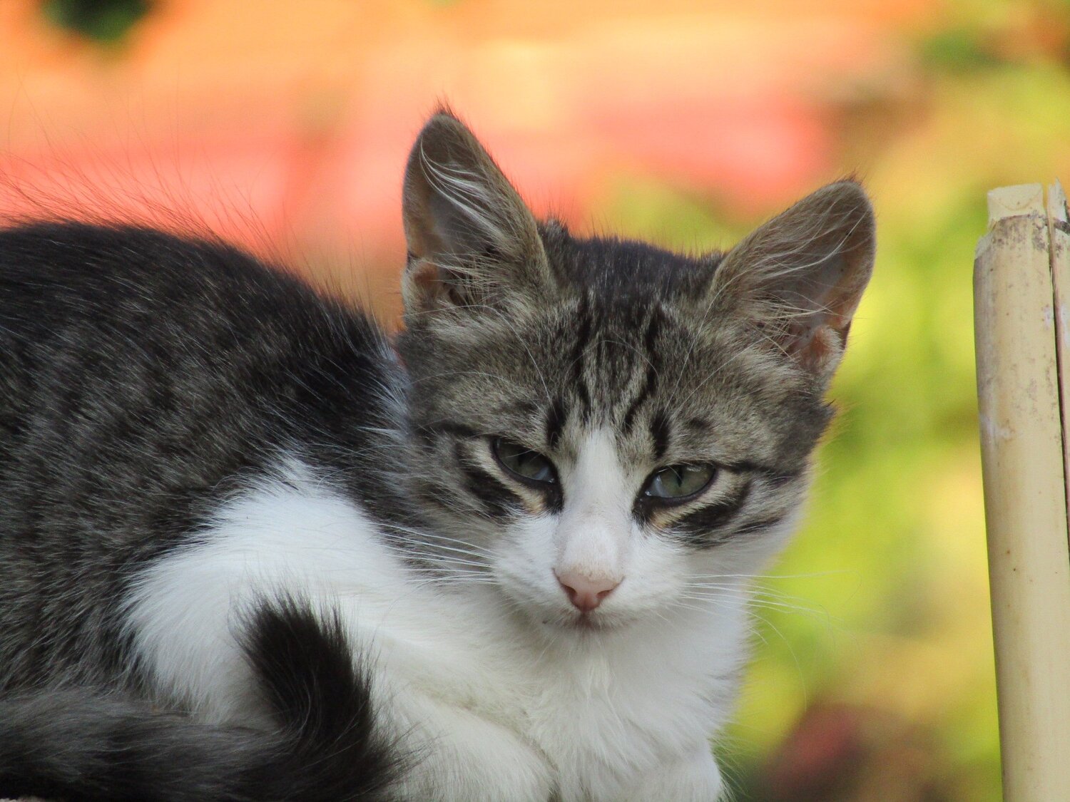 Photo #3577896