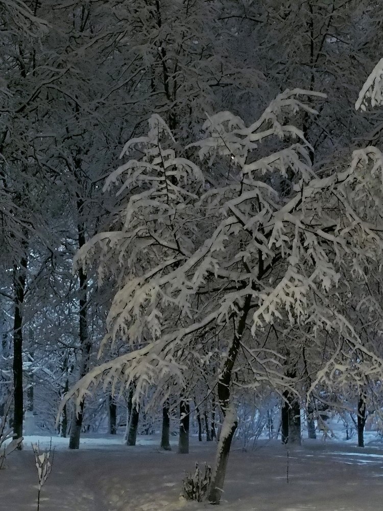 Снежная тишина