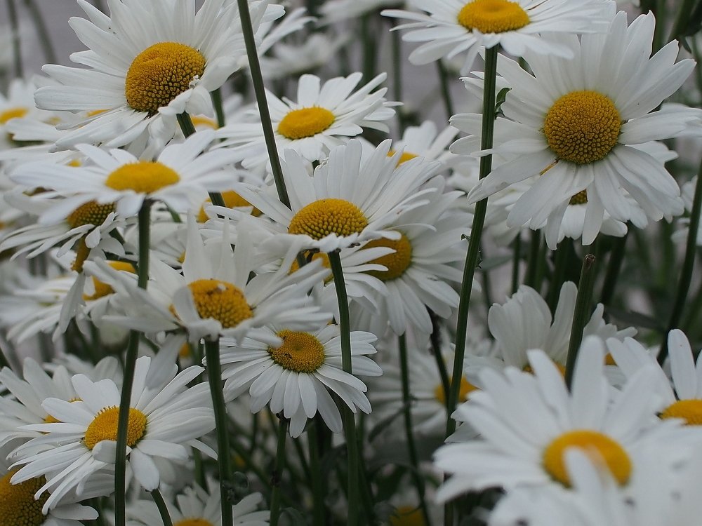 Буйство ромашек