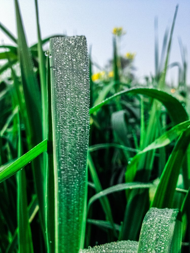 Grass With Drops