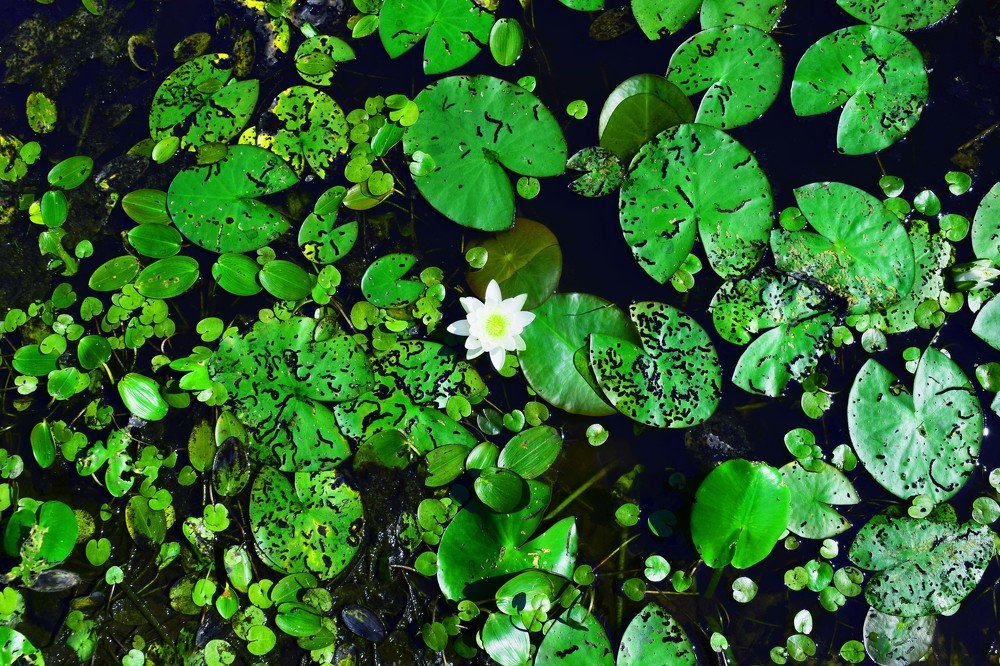 Photograph by Olga Haritonovich