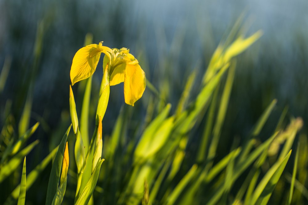 Photograph by Екатерина Девяткова