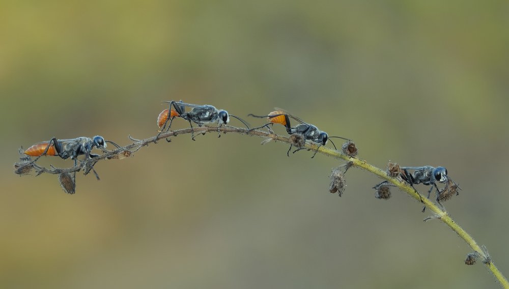 Photograph by Gusman Lynn Lee