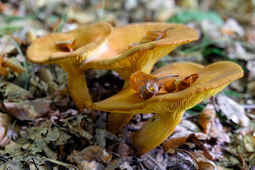 Photograph by Alexey Olkhovenko