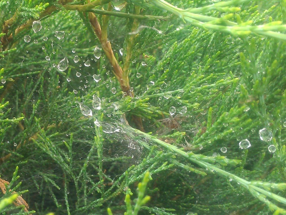 Photograph by Анатолий Зеленский