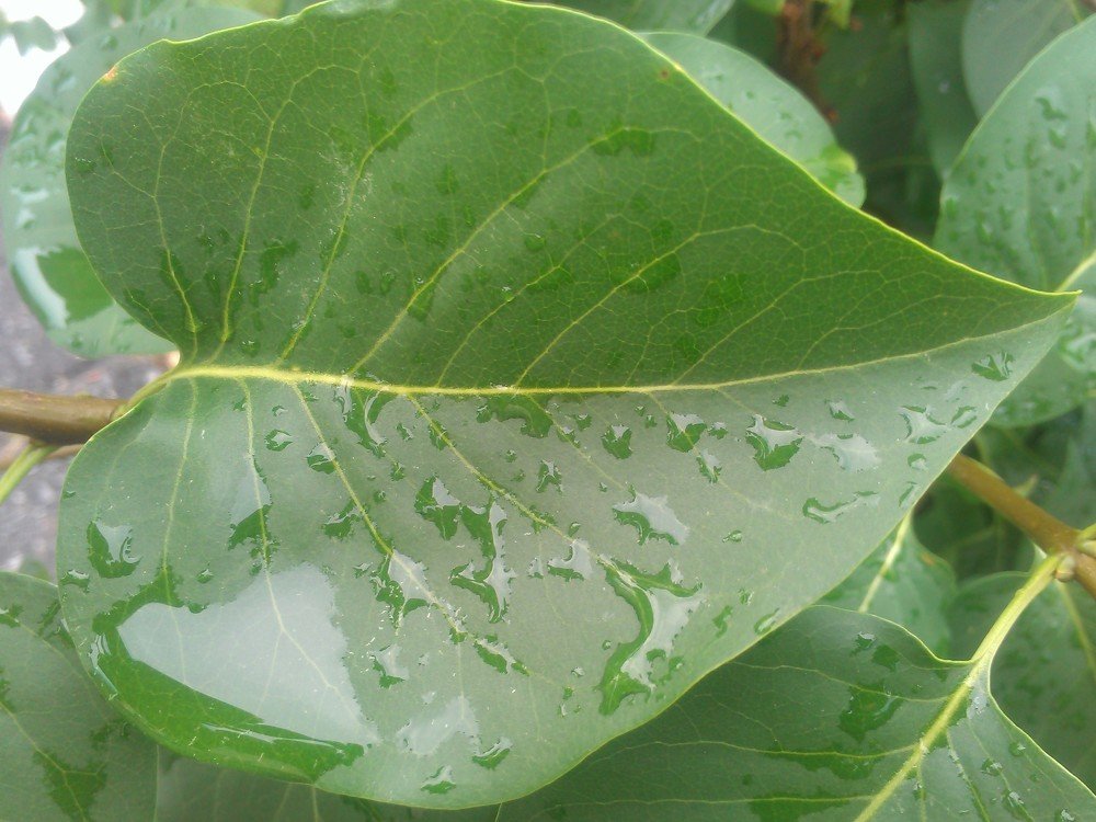 Photograph by Анатолий Зеленский