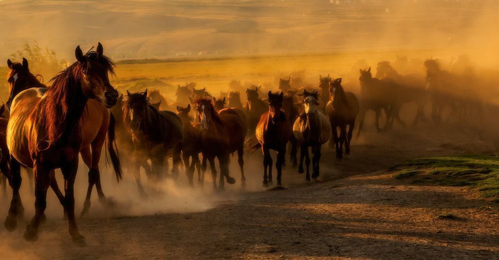 Фотография автора Arif Unsal