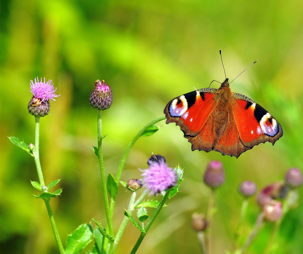 Фотография автора Антип