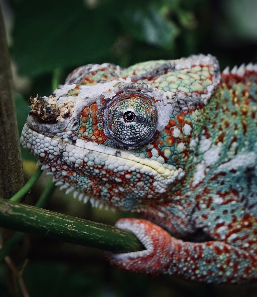 Фотография автора Алиса Дресвянникова