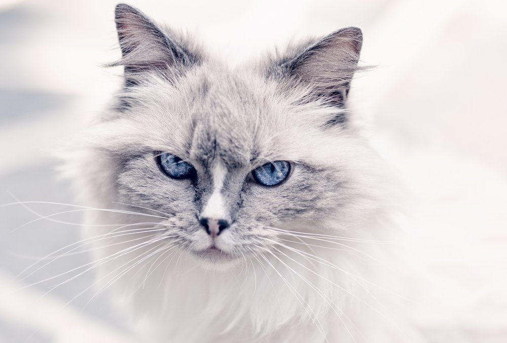 Photograph by Omar Bariffi