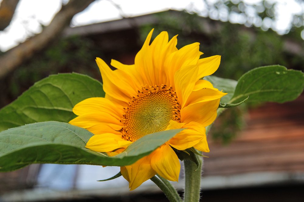 Частичка солнца