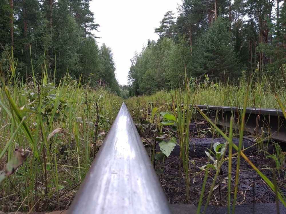 Чугунка в лесу