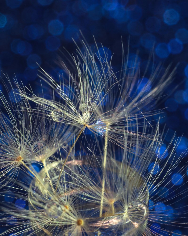 Photograph by Татьяна Шустрова