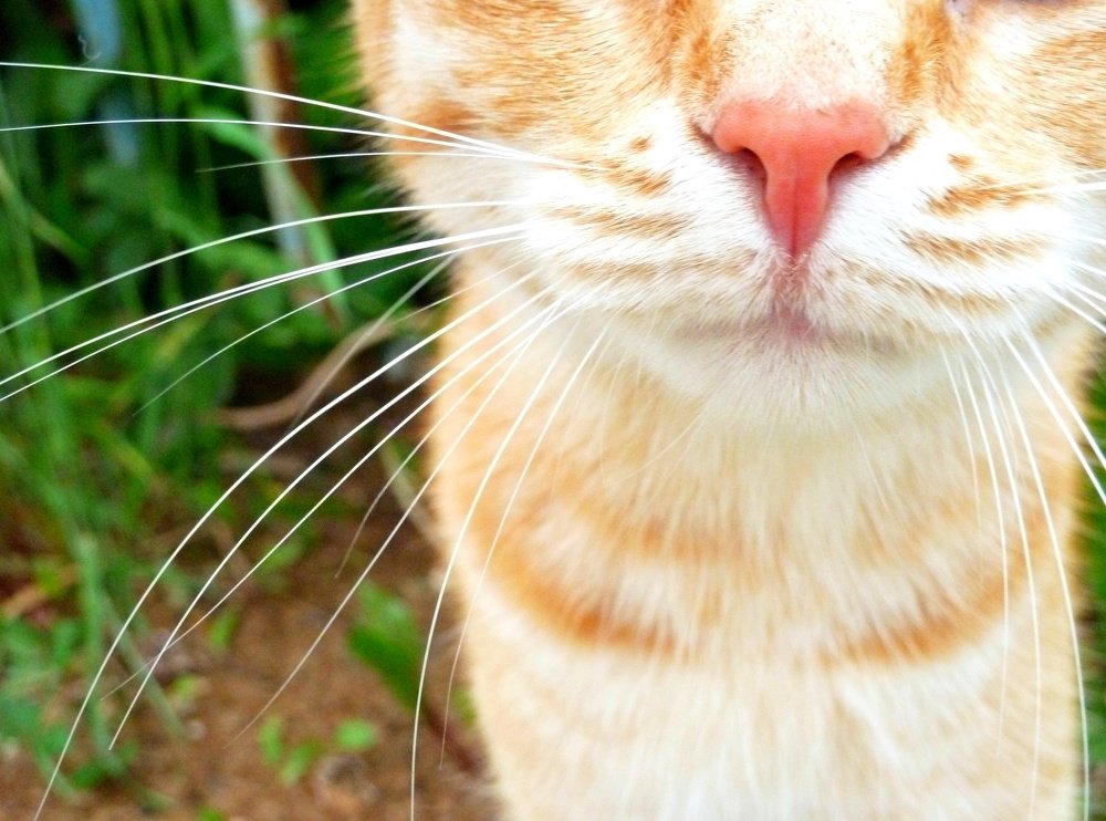 Photograph by Евгения Белоцветова