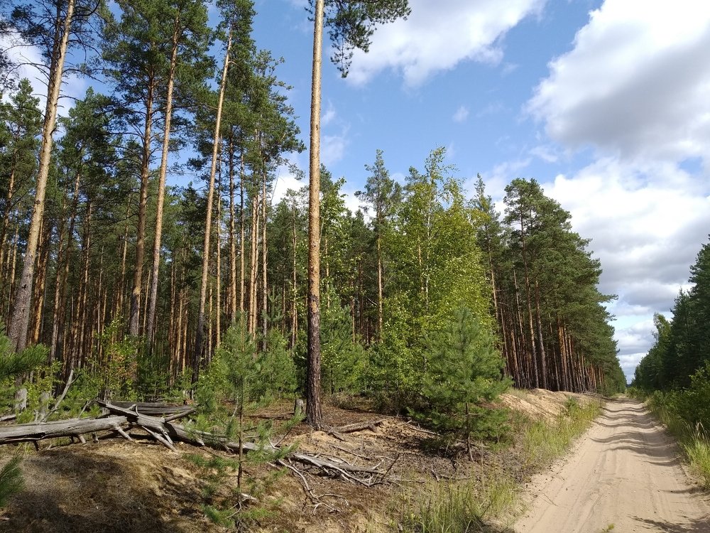 Лесная дорога