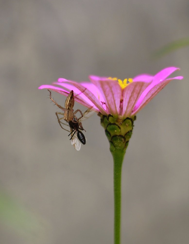 Photograph by Abhijit Shil