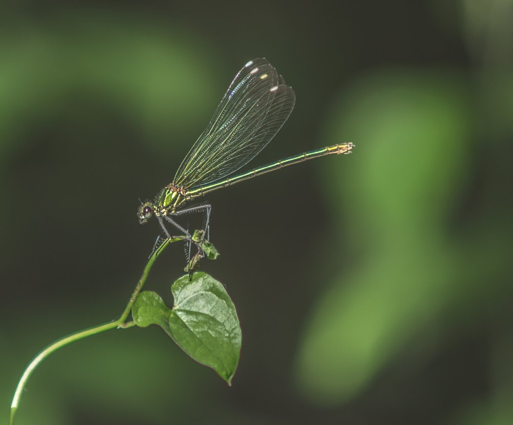 Photograph by Alexey Olkhovenko