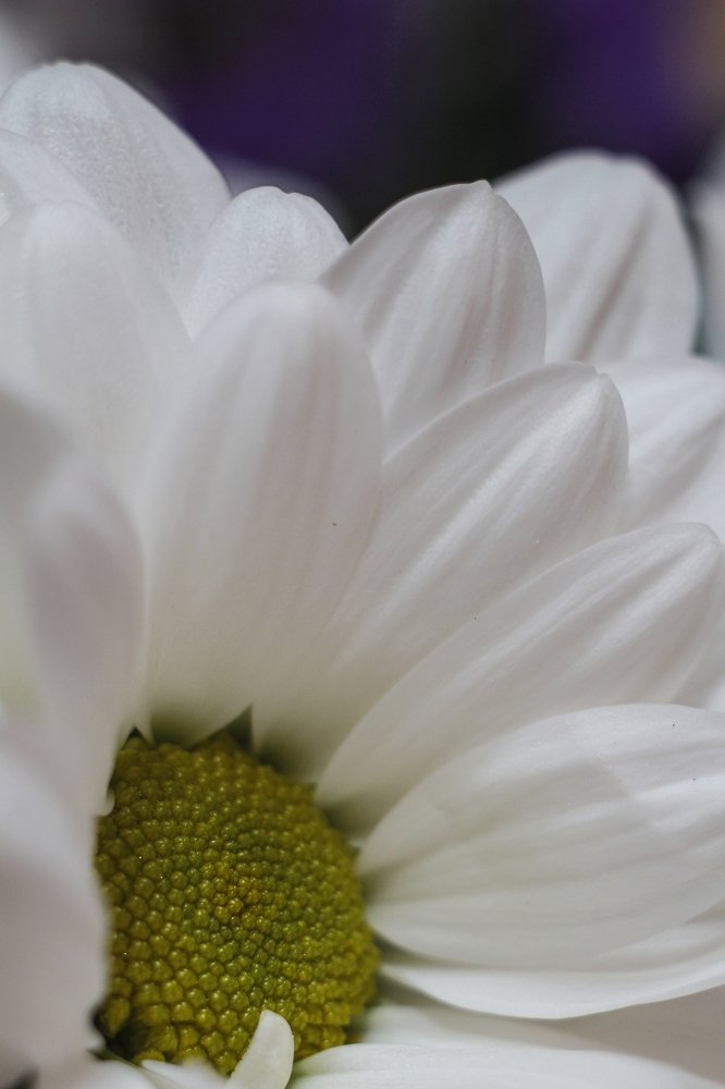 Photograph by Татьяна Шустрова