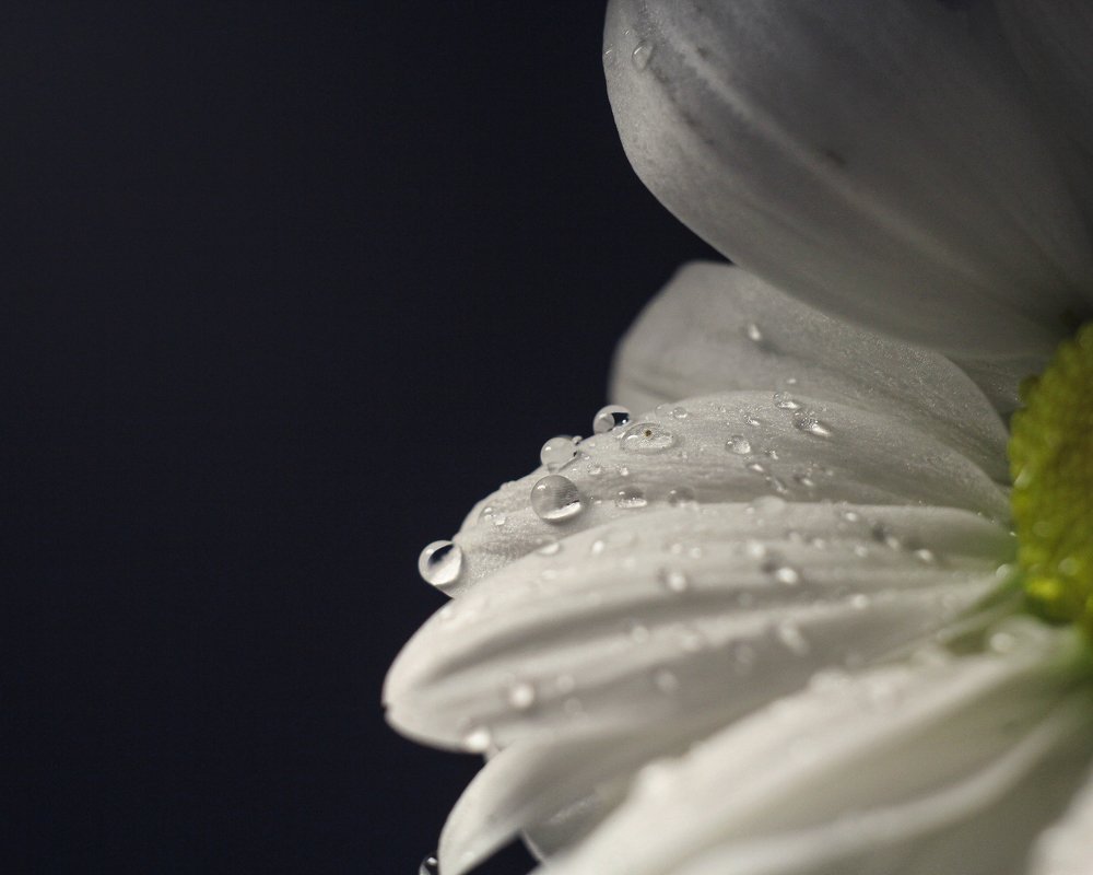 Photograph by Татьяна Шустрова