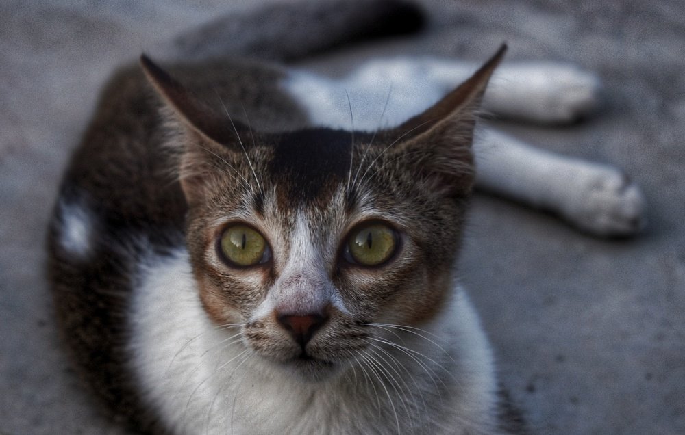 Photograph by Samrick Manna