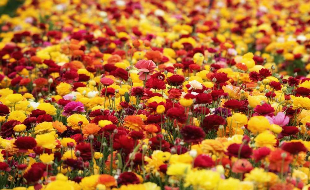 Photograph by Алекс Гейнер