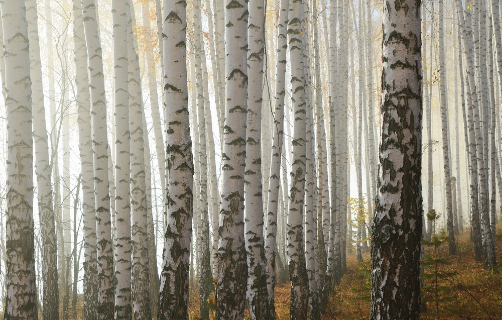 Photograph by Расторгуева Оксана