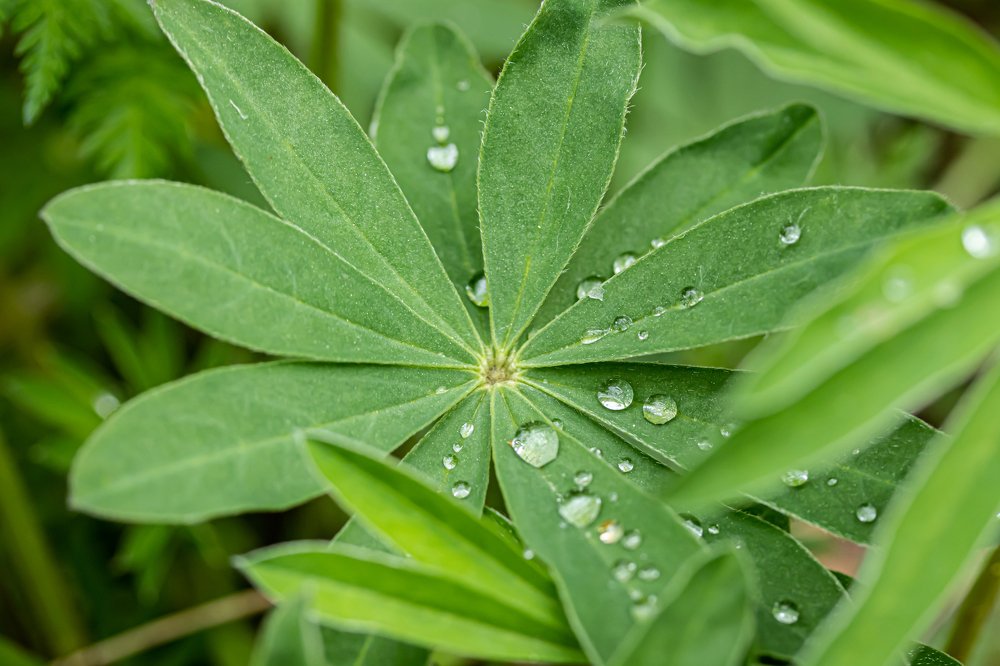 Photograph by Elena Noeva