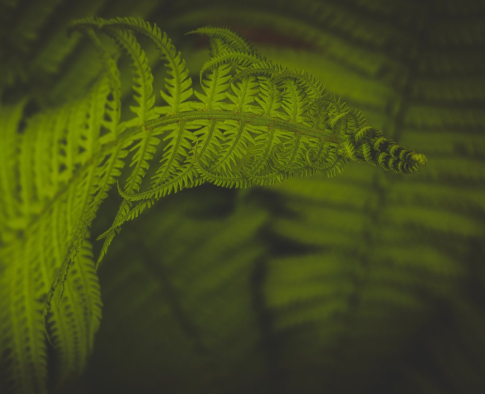 Photograph by Карина