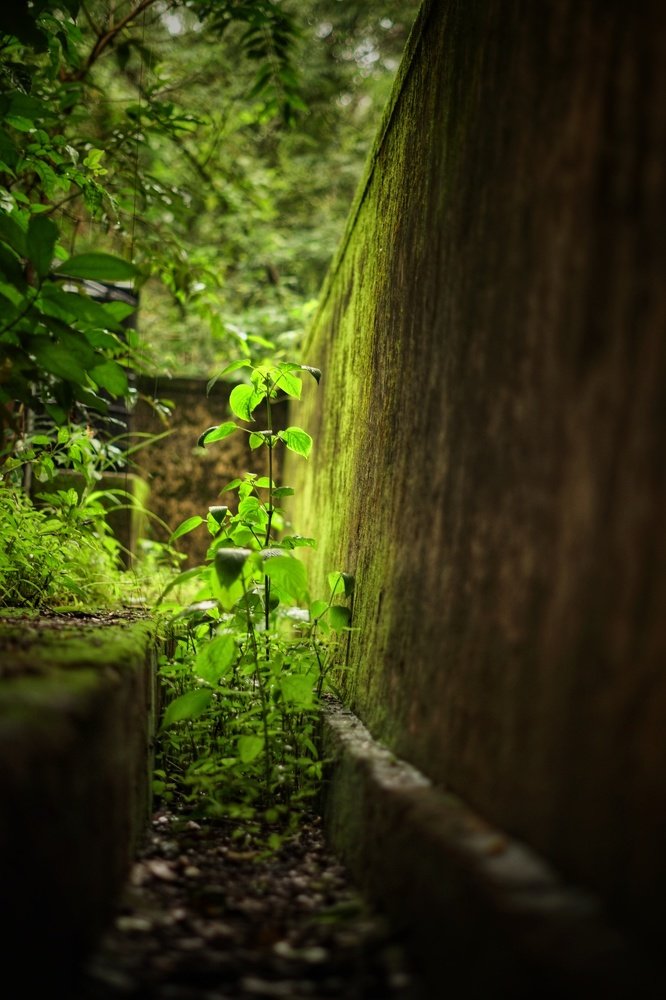 Photograph by Srinivas Pathipati