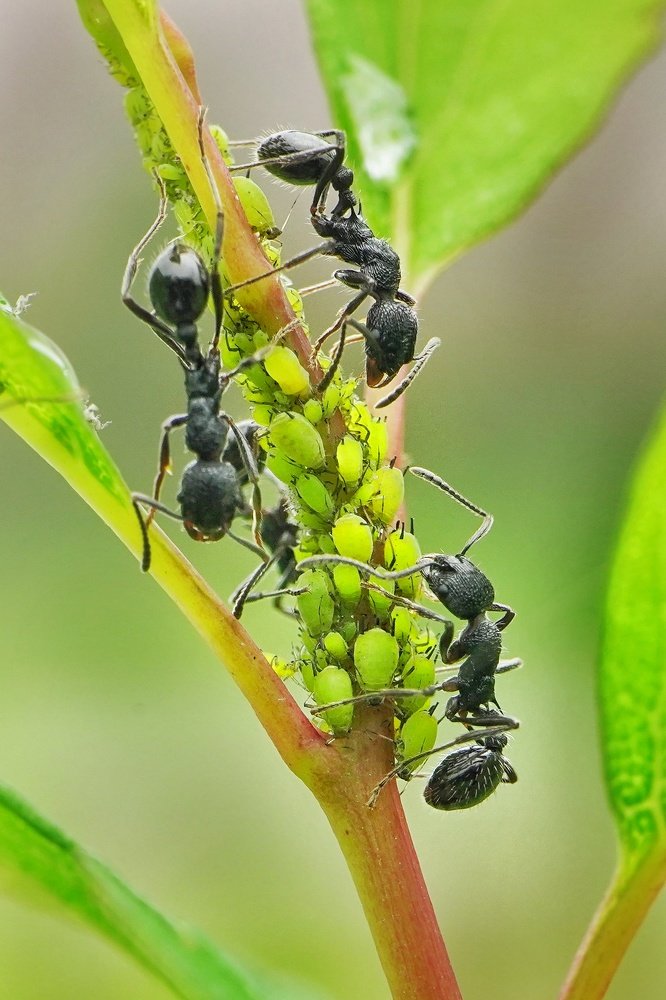 Photograph by Souvik DEY