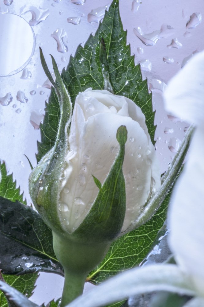 Photograph by Неклюдов Сергей