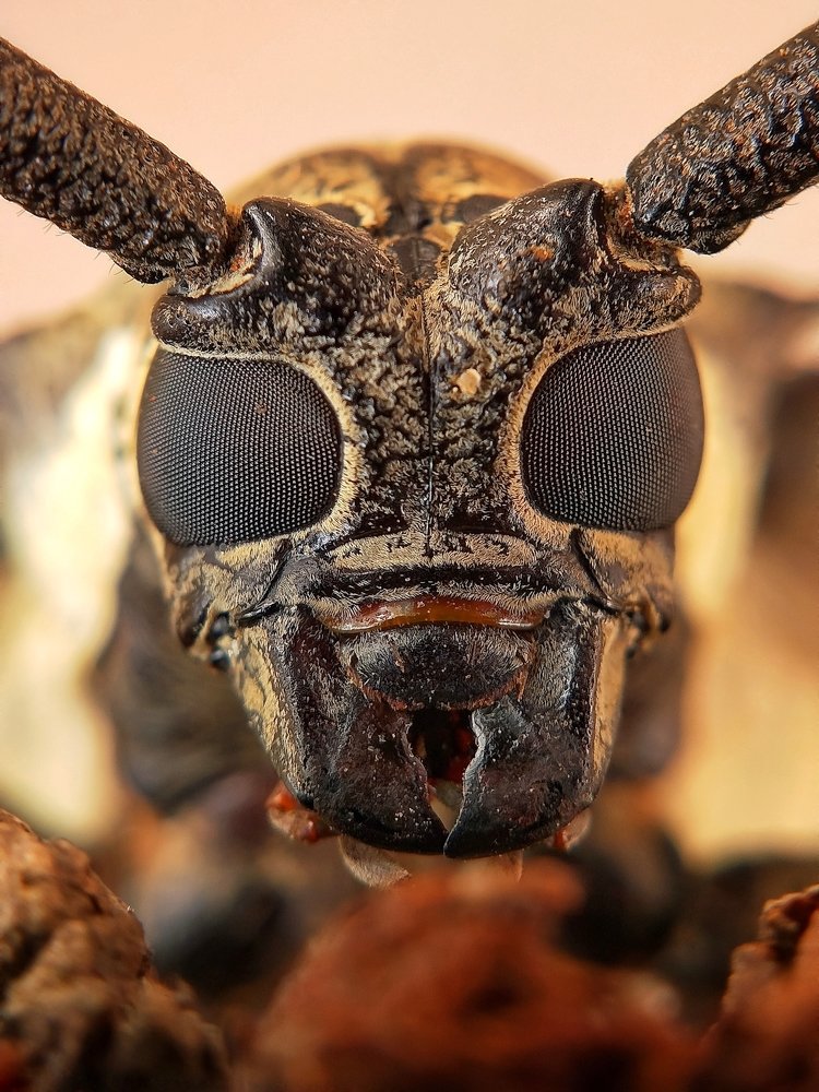 Photograph by Deepanta mahara