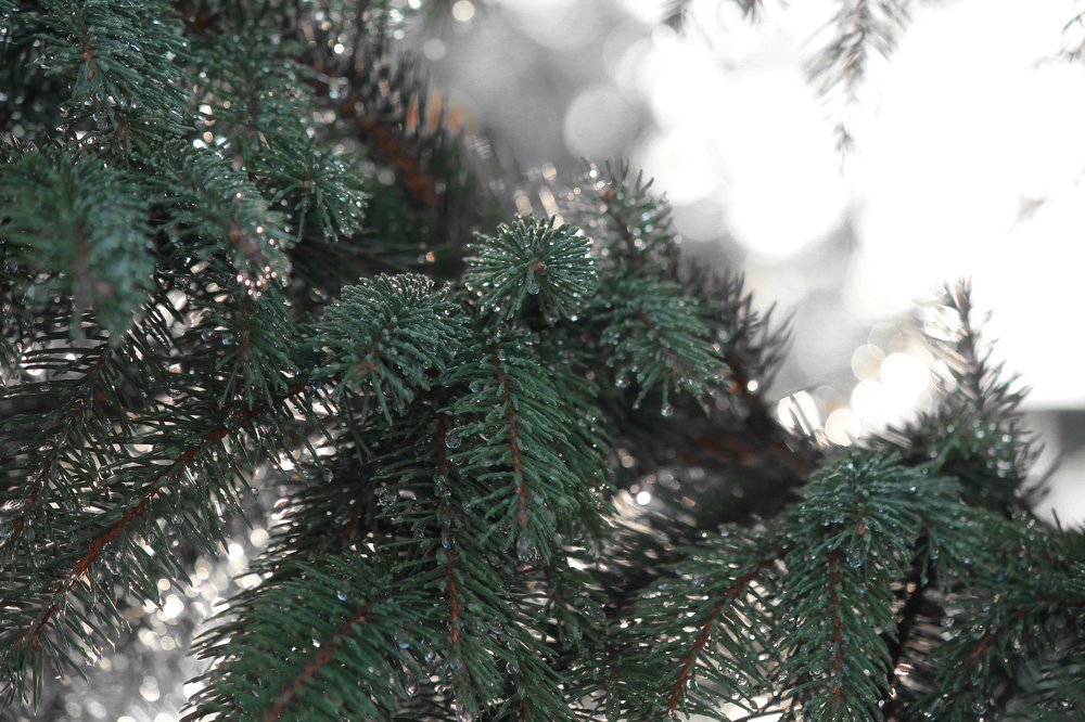 Photograph by Анастасия Сосновская