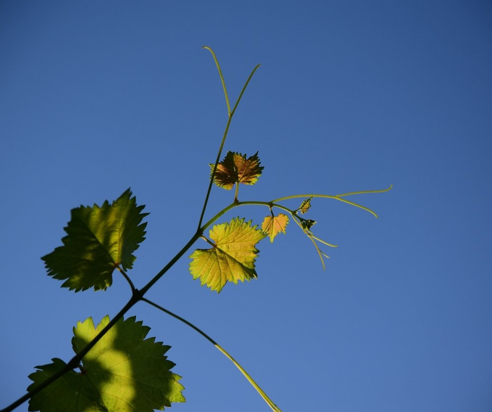 Фотография автора Альбина Хвастунова