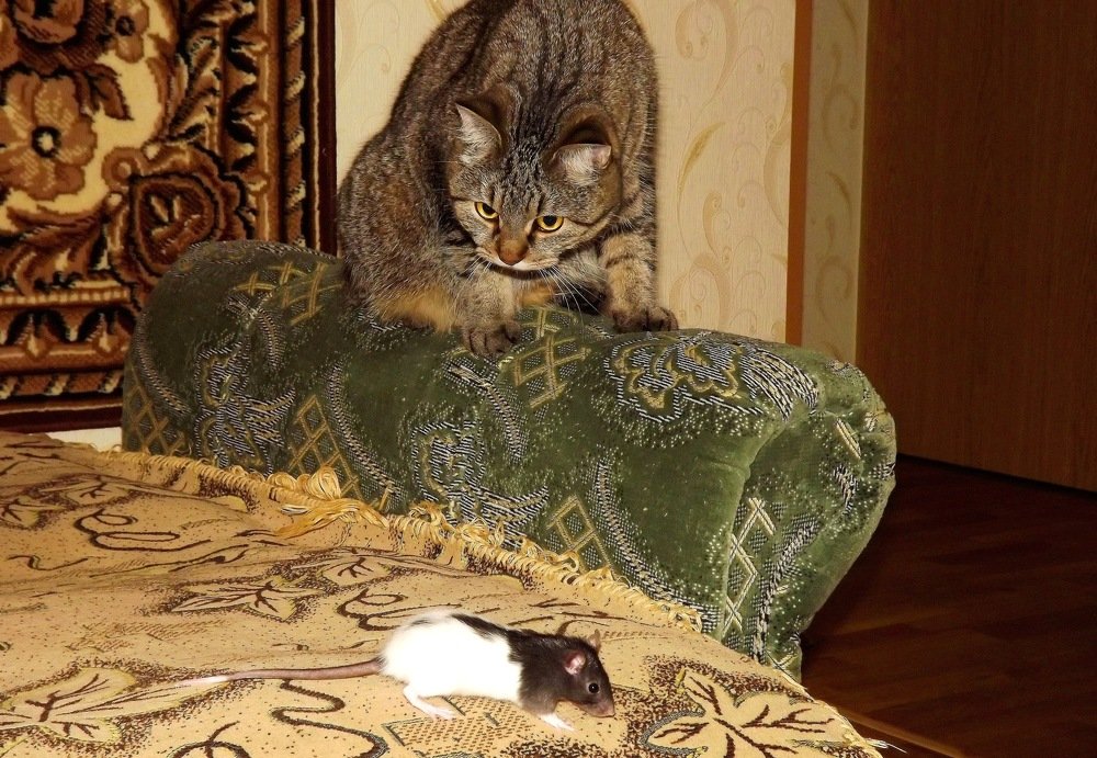 В кошки - мышки