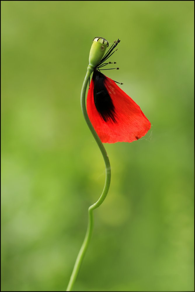 Photograph by Selma Kotancı