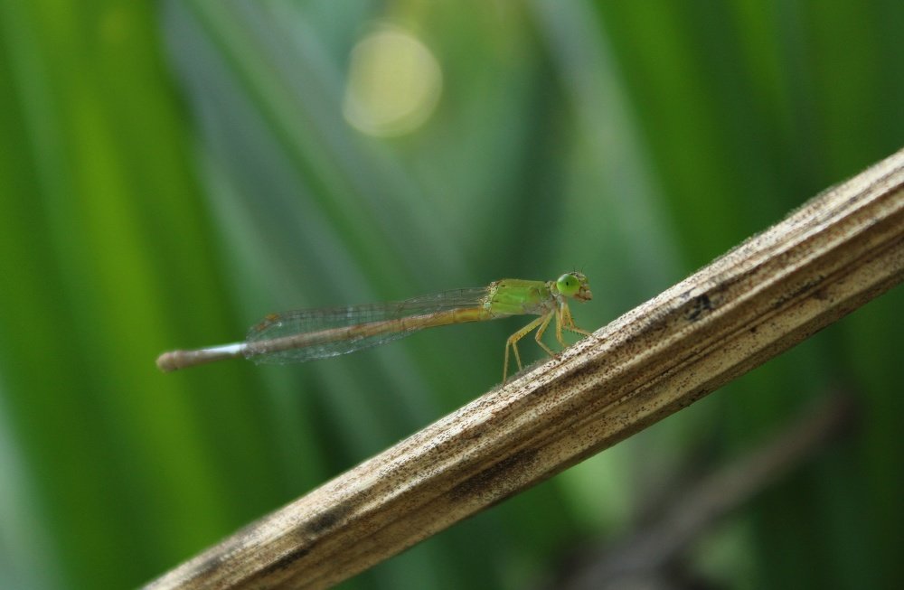 Photograph by Abhijit Shil