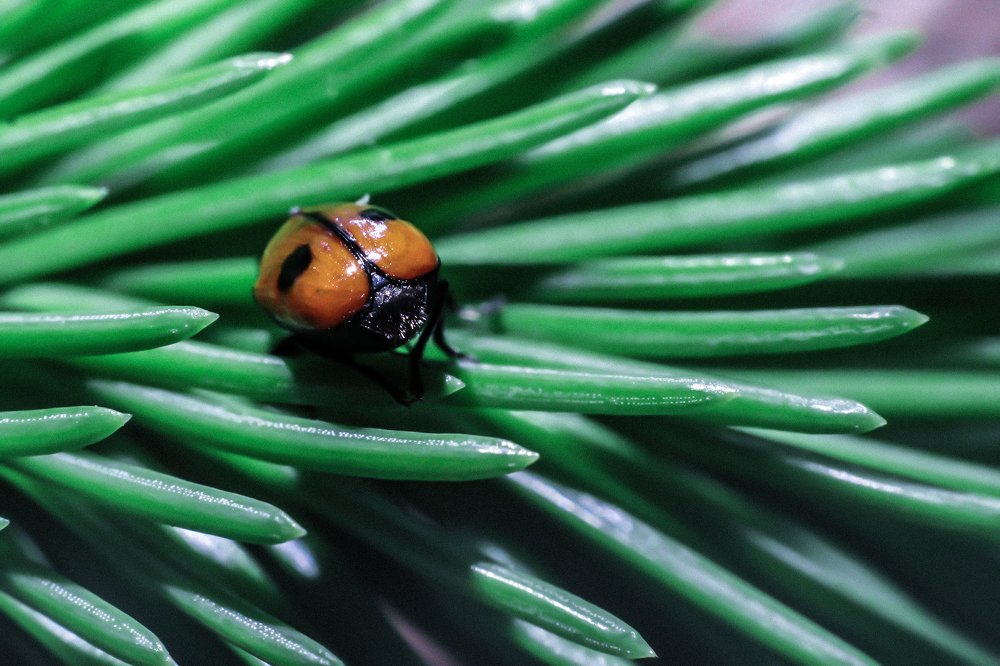 Photograph by Анастасия Сосновская