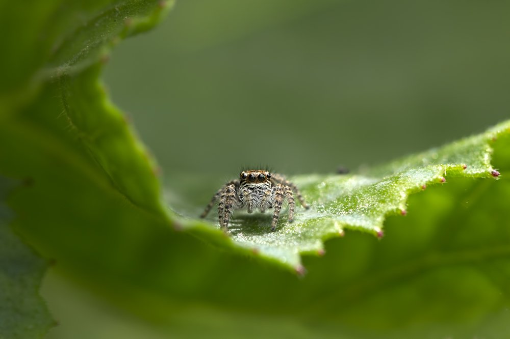 Photograph by Selma Kotancı