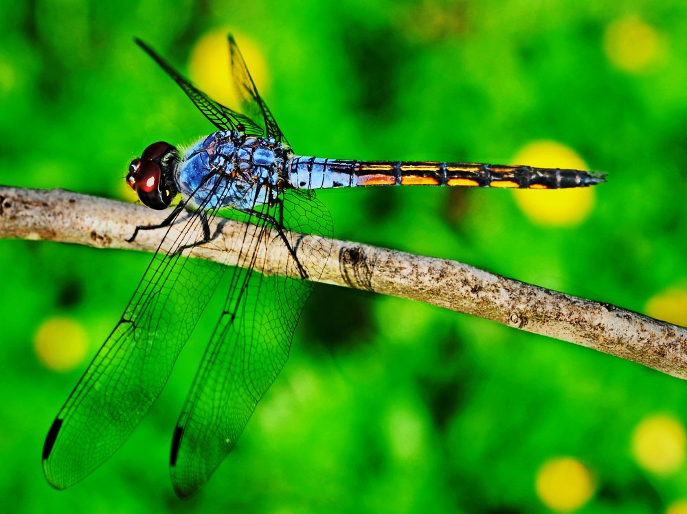 Photograph by MỸ THUẬN HUỲNH