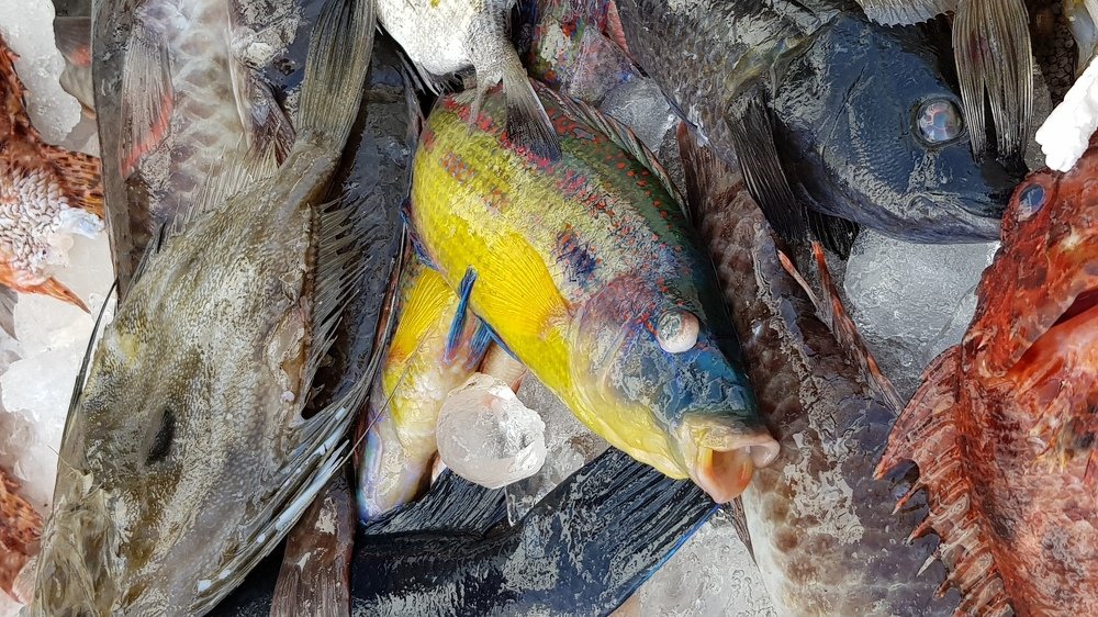 Photograph by Nick SAVVIDES