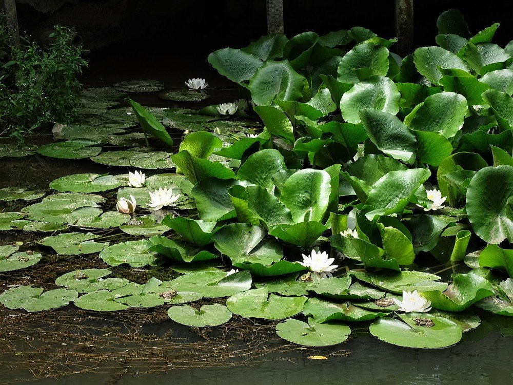 Photograph by Марина Цекова