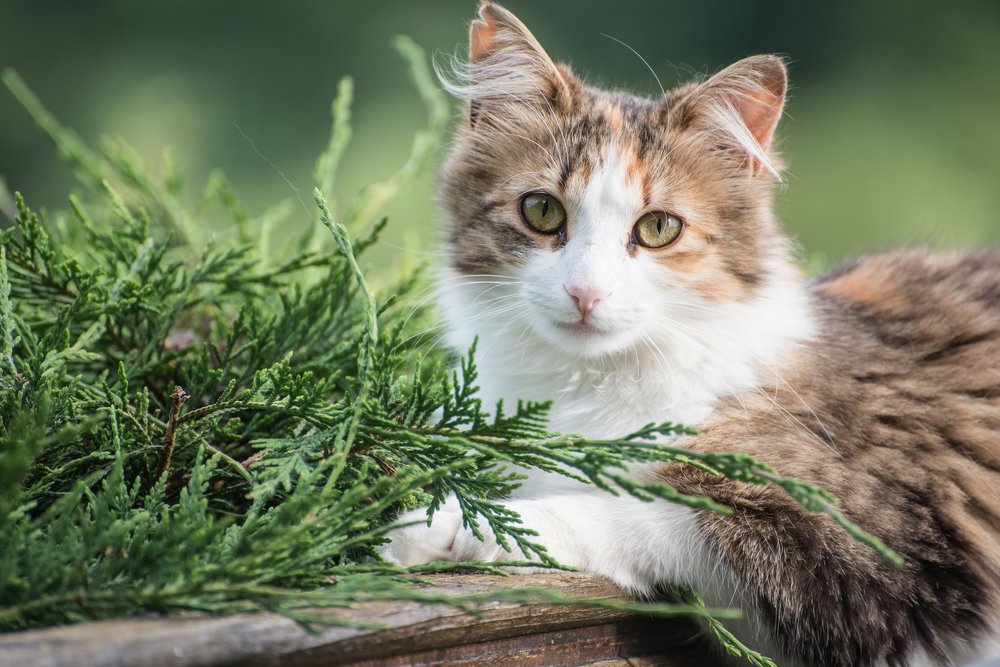 Photograph by Svetlana Milcheva