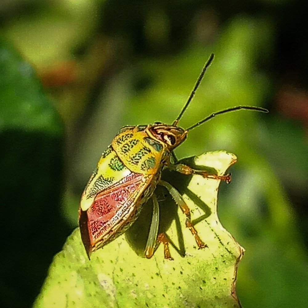 Photograph by Satish Nerlekar