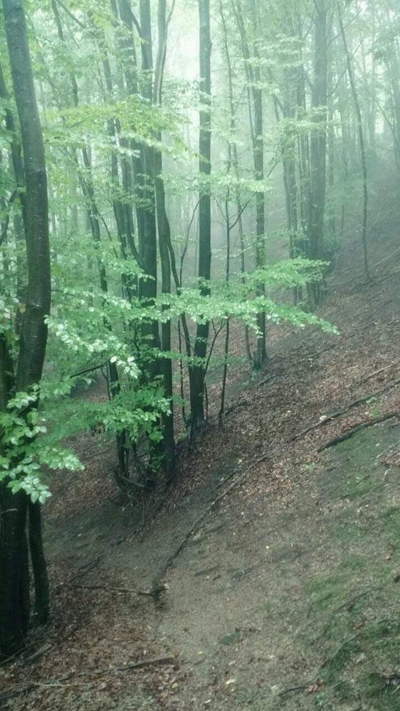 Photograph by Željka Miljić