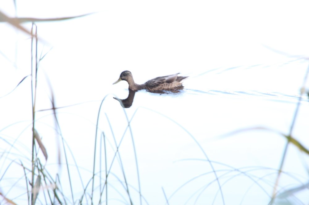 Photograph by Валентина