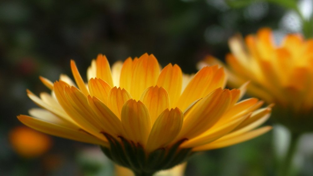 Цветок-солнце